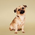 thumbnail image 3 of Spray acondicionador Paul Mitchell Pet Soothing Avena 250 ml, 3 of 7