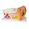 Anatomical Model: Ear, 6 Part Classic (3X Size) - 1 Each / Each - 12-4565