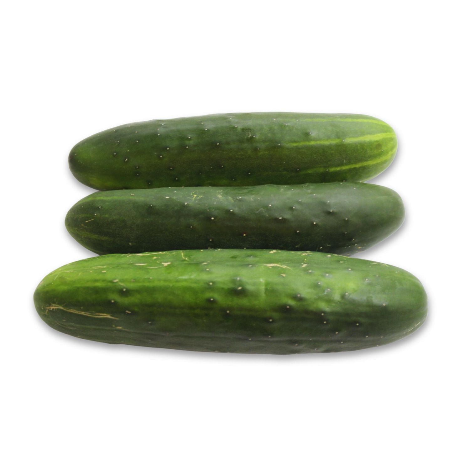 Field Cucumber