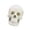 White skull disassem, variant on Misright Comprehensive 1:2 Scale Human Skull Anatomy Model With 17 Detachable Parts