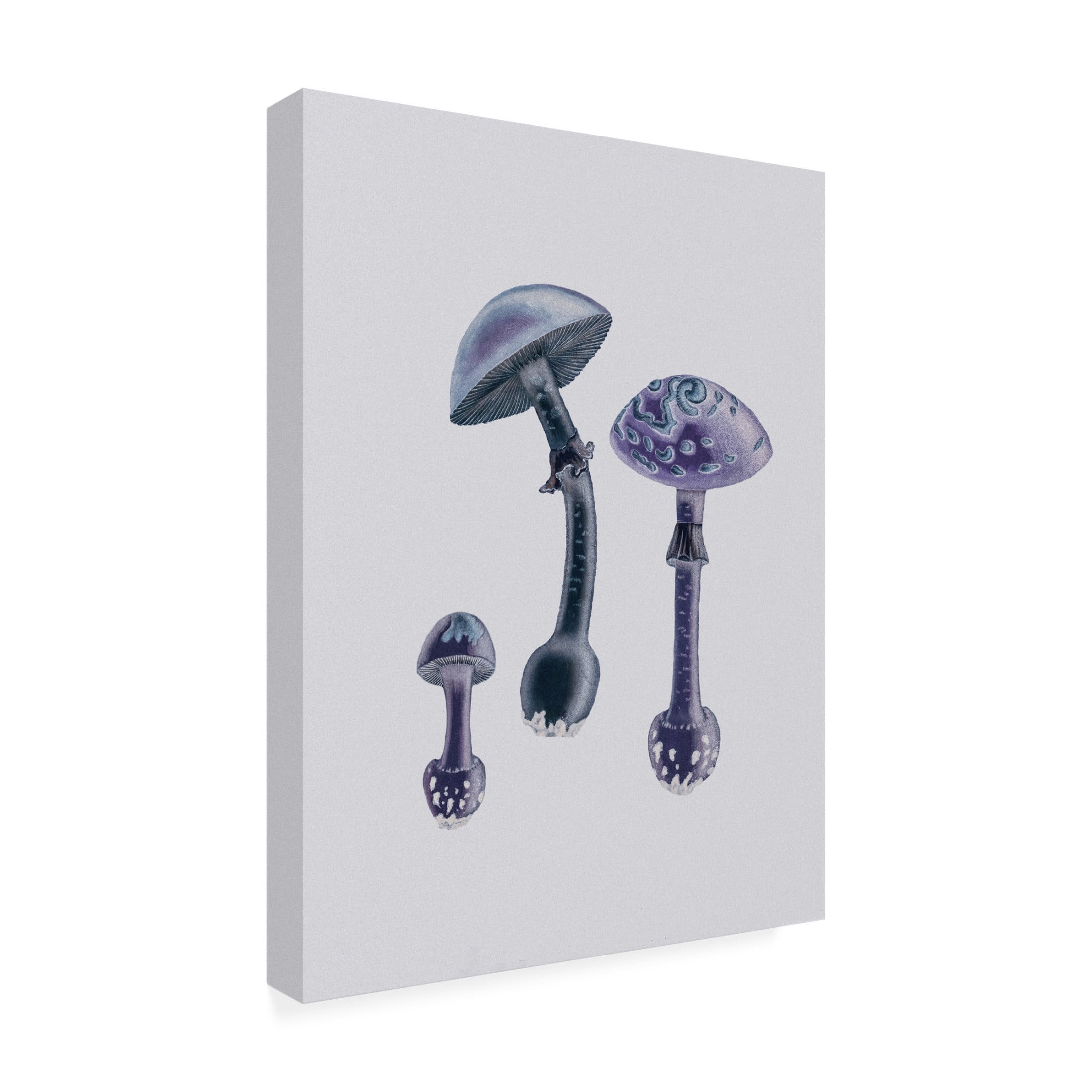 Trademark Fine Art Pictufy   Amanita Muscaria  White Backgound Purple Canvas Wall Art