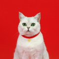 thumbnail image 4 of Pet Collar with Year of Pendant Red Pet Collar for Good Luck Cartoon Chinese Style Pet Red Rope Collar Good Luck Non fading Adjustable Length Dog Necklace with Pendant, 4 of 8