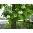thumbnail image 2 of Catalpa Tree Live Plant 12-18" Tall in Quart Pot - Flowering Plant - Ornamental Tree for Outdoor Garden, 2 of 5