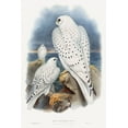 thumbnail image 2 of Gould, John 11x14 Gold Ornate Wood Framed with Double Matting Museum Art Print Titled - Greenland Falcon, 2 of 4