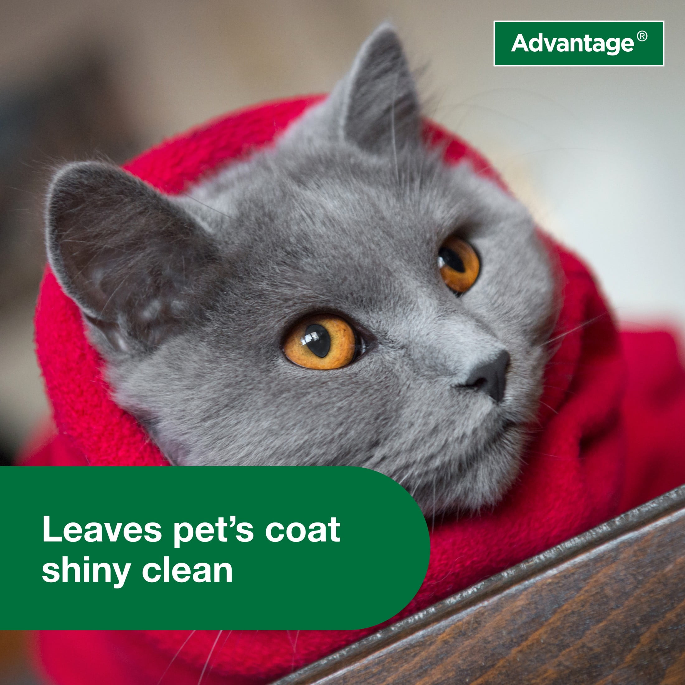 Advantage Cat Flea Tick Shampoo for Kittens Adult Cats Kills Fleas Ticks 8 oz. Walmart