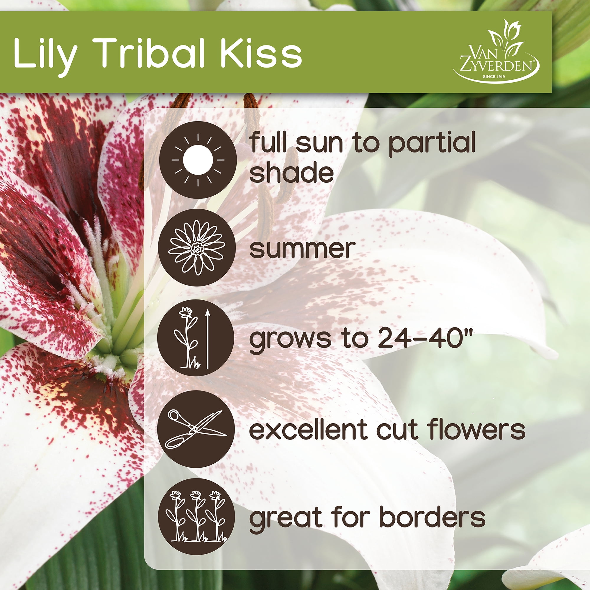 Lilly　0504 Van Zyverden's Lily Tribal Kiss (Set of 4 Dormant Bulbs