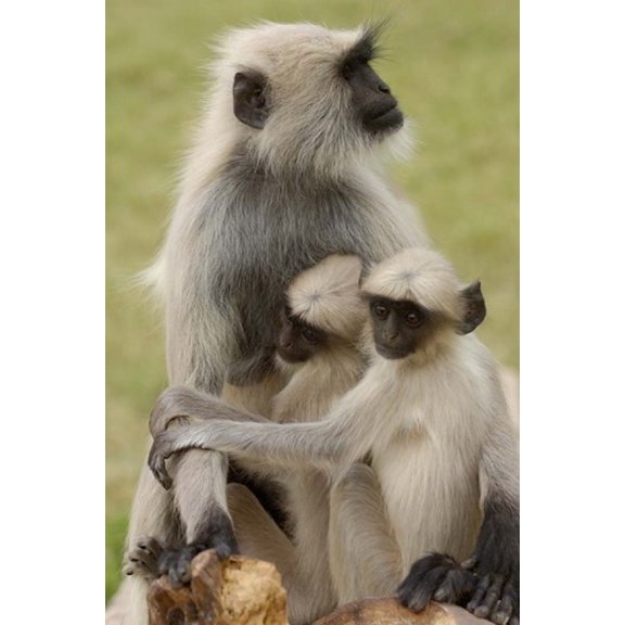 Hanuman Langurs monkeys Jodhpur Rajasthan Canvas Art - Pete Oxford  DanitaDelimont (19 x 29)