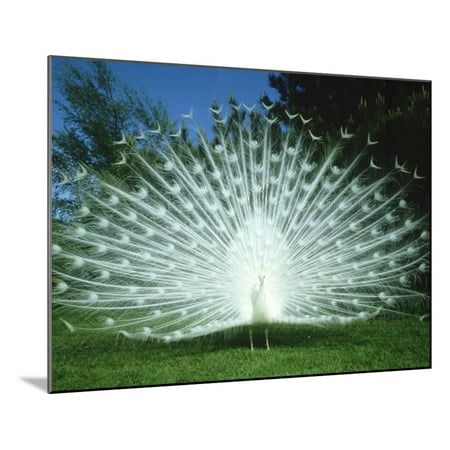 White Water Marks On Wood Peacock, Pavo Cristatus, White Form Displaying Tail Feathers Wood Mounted Print Wall Art By Mark Hamblin ()