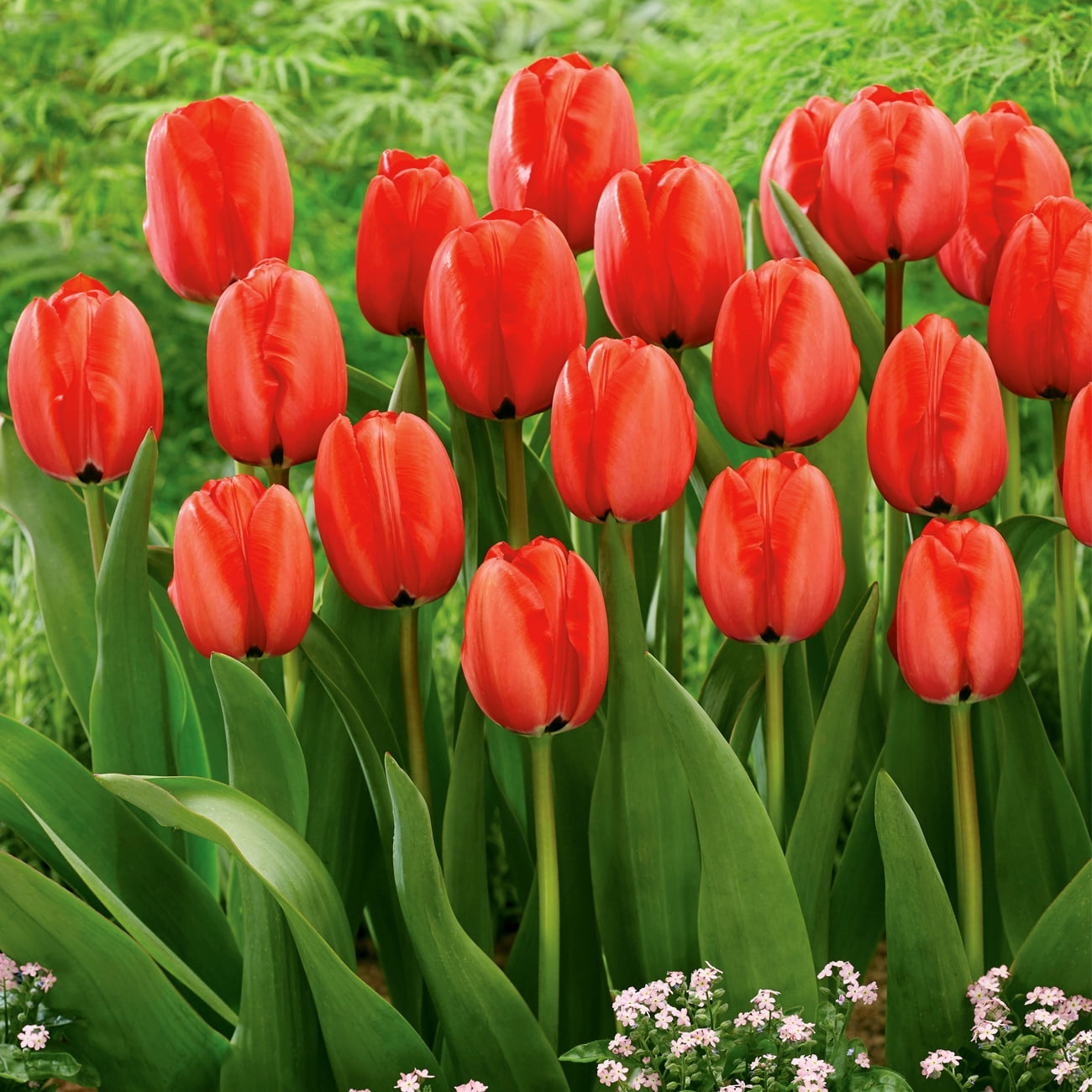 Van Zyverden Tulip Red Impression Dormant Flower Bulbs, Full Sun, Red