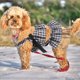thumbnail image 4 of Greenadscape Vestido De Fiesta Para Perros Pequeñas Cómodo Y Fácil De Poner Con Patrón, 4 of 6