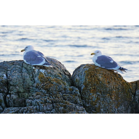 Canvas Print Birds Bc Rocks Victoria Ocean Seagulls Nature Stretched Canvas 10 x