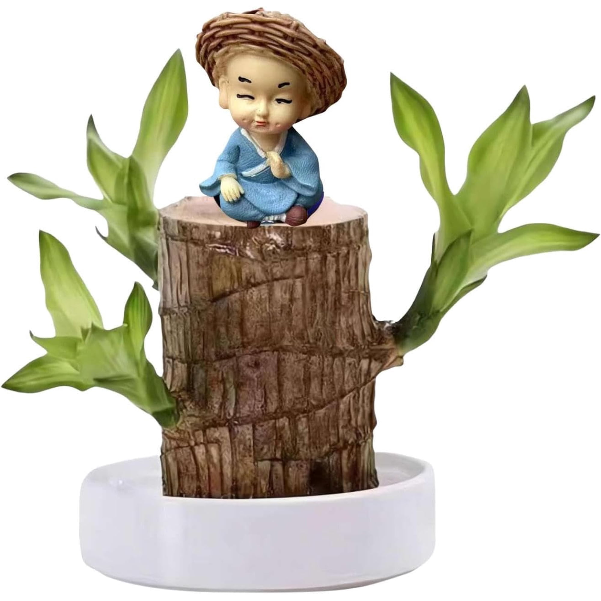 Bois Brésilien Porte-Bonheur - Mini Plante Bonsai Hydroponique Facile à Cultiver