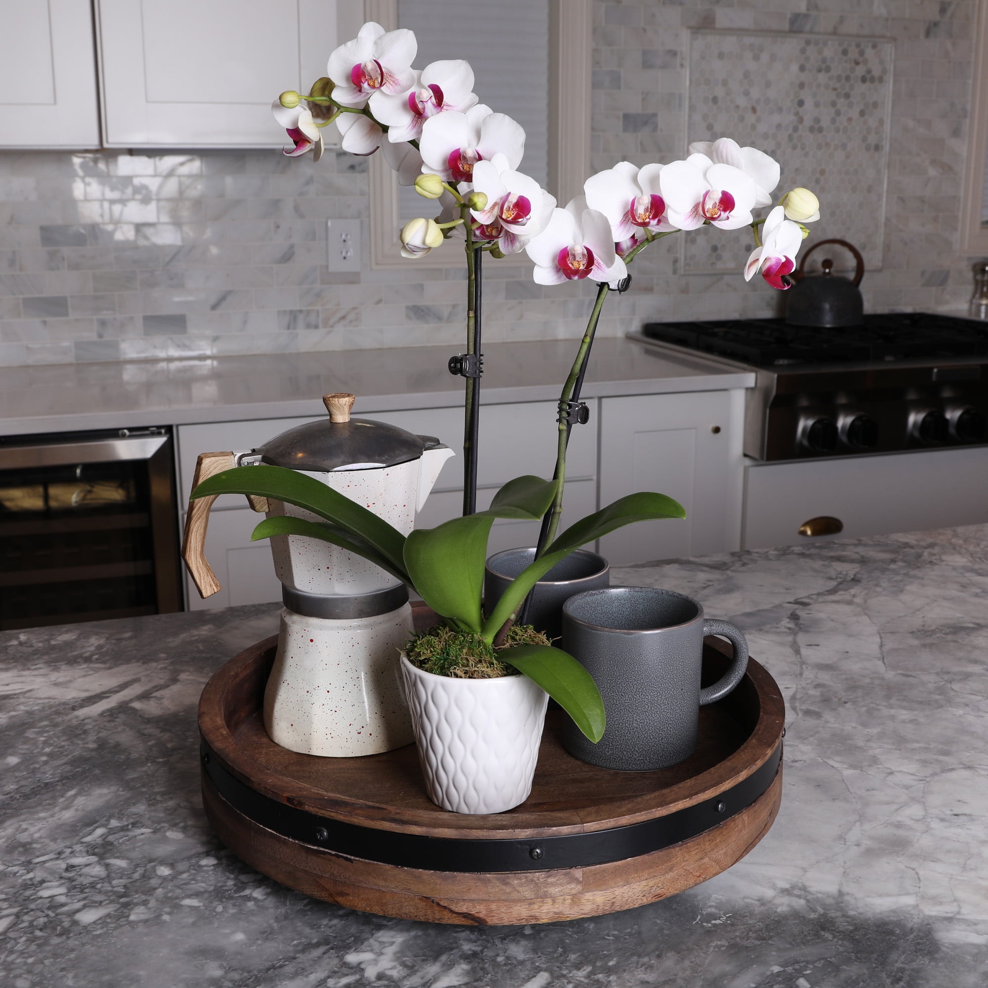 Just Add Ice 15-20" White and Purple Petite Orchid Live Plant in 3" White Ceramic Pot, House Plant