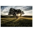 thumbnail image 1 of Great BIG Canvas | "Lone tree with clouds at sunset in the Palouse, Washington" Art Print - 48x32, 1 of 4