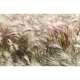 thumbnail image 3 of 40 SQUIRREL TAIL Barley GRASS (Foxtail Barley) Hordeum Jubatum Ornamental Seeds, 3 of 10
