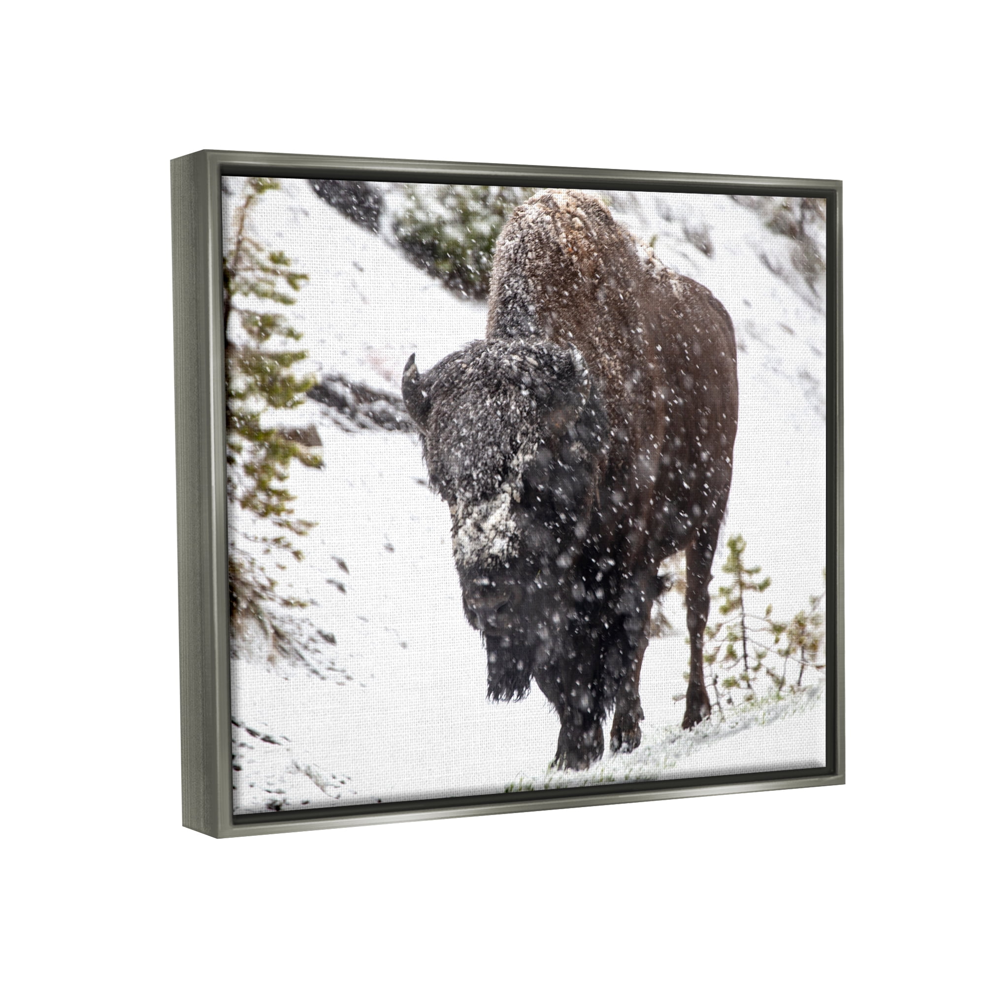 Stupell Industries Bison in Windblown Snow Animals & Insects Photography Gray Floater Framed Art Print Wall Art, 31 x 25