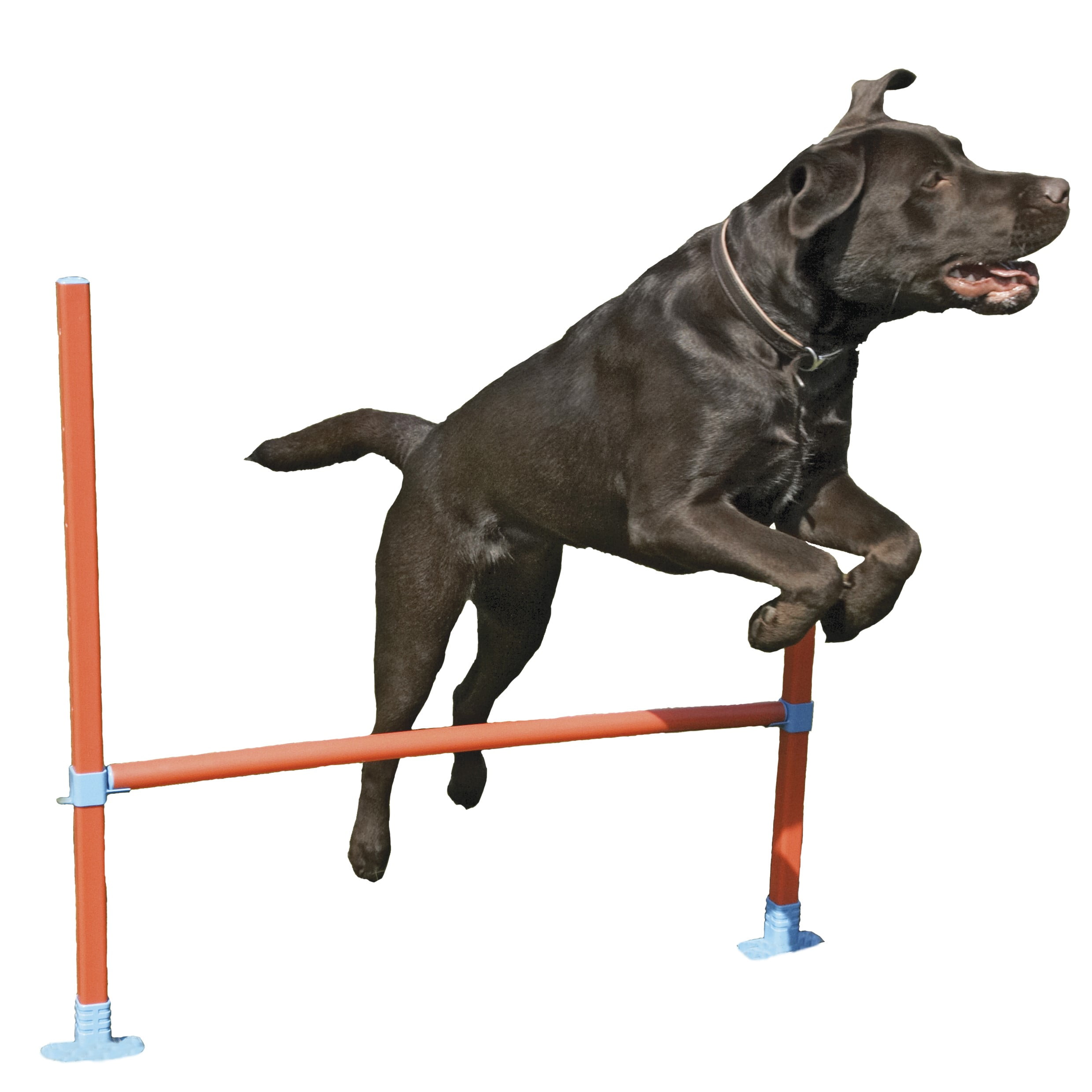 how do i teach my dog to jump over hurdles