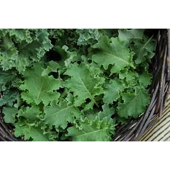 Kale Vates Blue Curled Great Heirloom Vegetable By Seed Kingdom 1 Lb Seeds