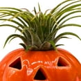 thumbnail image 4 of BubbleBlooms Halloween Ceramic Pumpkin Jack-o-Lantern Air Plant Holder Resin Art Sculpture Hand Made, 4 of 9