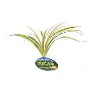 calathea rattlesnake Calathea Lancifolia 'Rattlesnake' 4