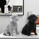 thumbnail image 5 of Nordic Modern Luxury Labrador Dog Figurine with Point Beads - Elegant Home Animal Decor for Dog Lovers, 5 of 5