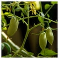 thumbnail image 2 of Everwilde Farms - 1 oz Sausage Heirloom Tomato Seeds - Gold Vault Bulk Seed Packet, 2 of 2