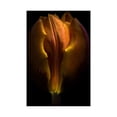thumbnail image 2 of Carson, Brian 25x32 Gold Ornate Wood Framed with Double Matting Museum Art Print Titled - Orange Tulip, 2 of 4