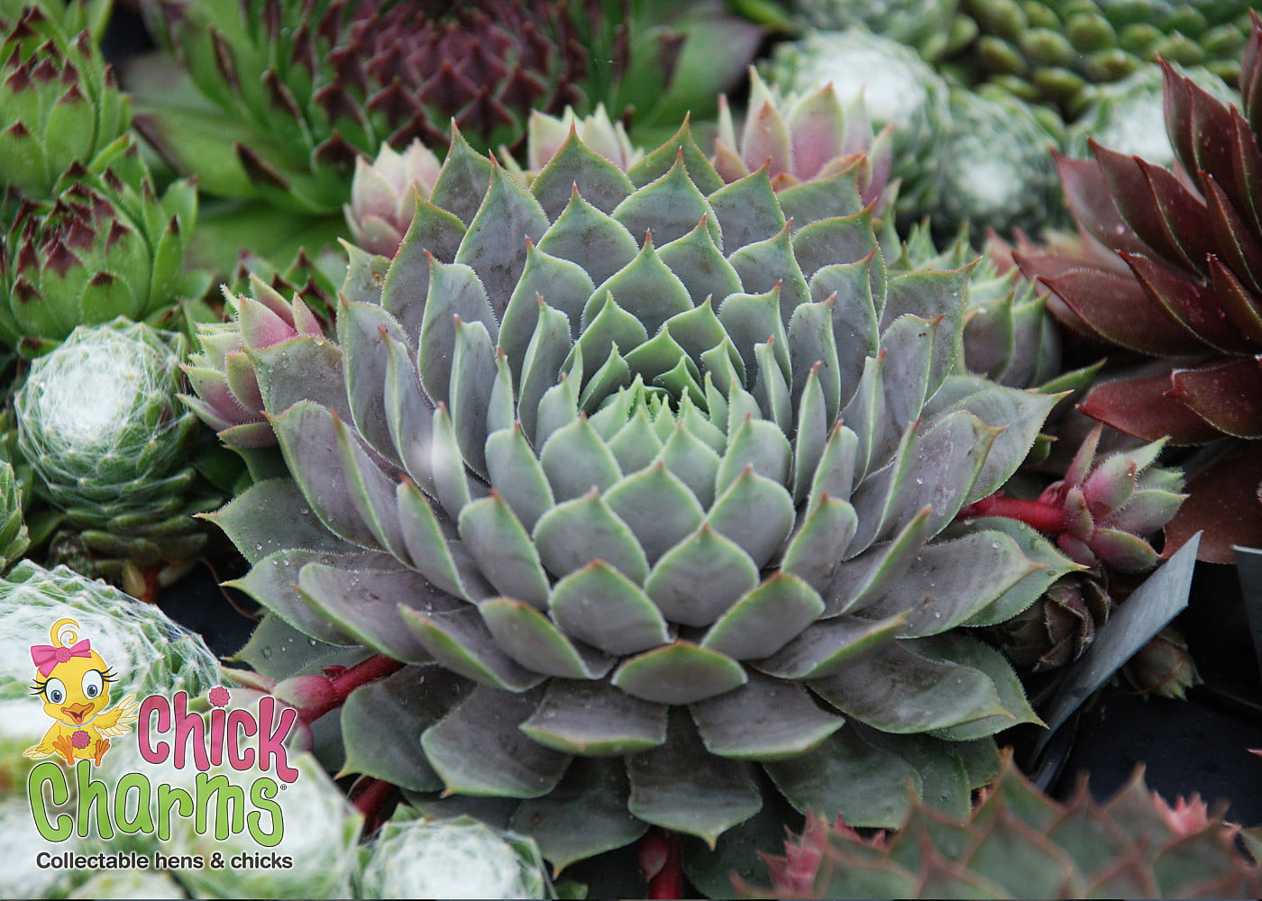 Berry Blues Chick Charms Sempervivum 5 inches
