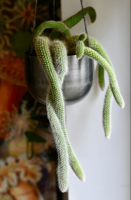 Monkey Tail Cactus Live Plants for Hanging Basket, Trailing Monkeys Tail Indoor Outdoor in 4 Inch Pot