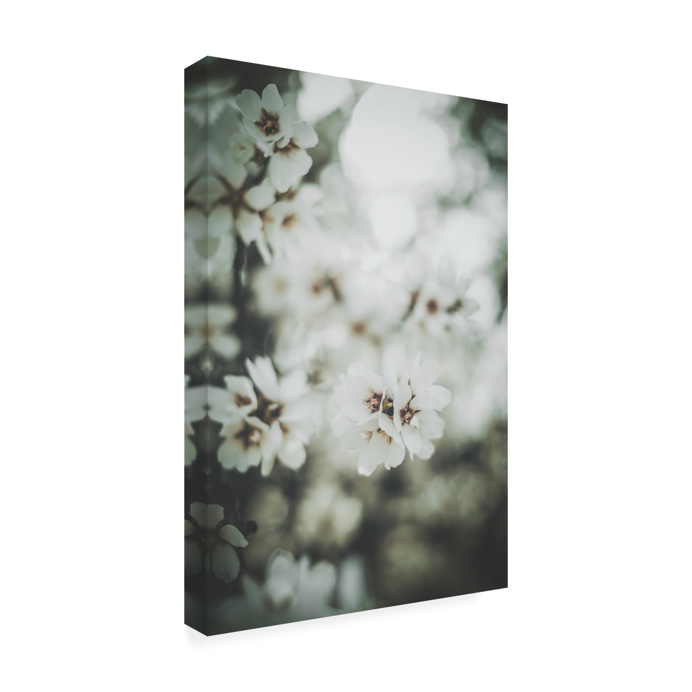 Trademark Fine Art Tim Mossholder Almond Blossoms Canvas Wall Art