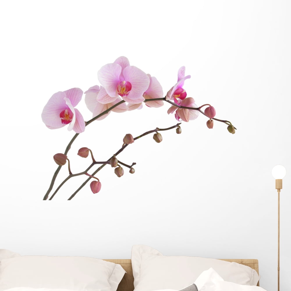 Pink Orchid Wall Mural Decal Sticker, Wallmonkeys Peel & Stick Vinyl Graphic (36 in W x 26 in H