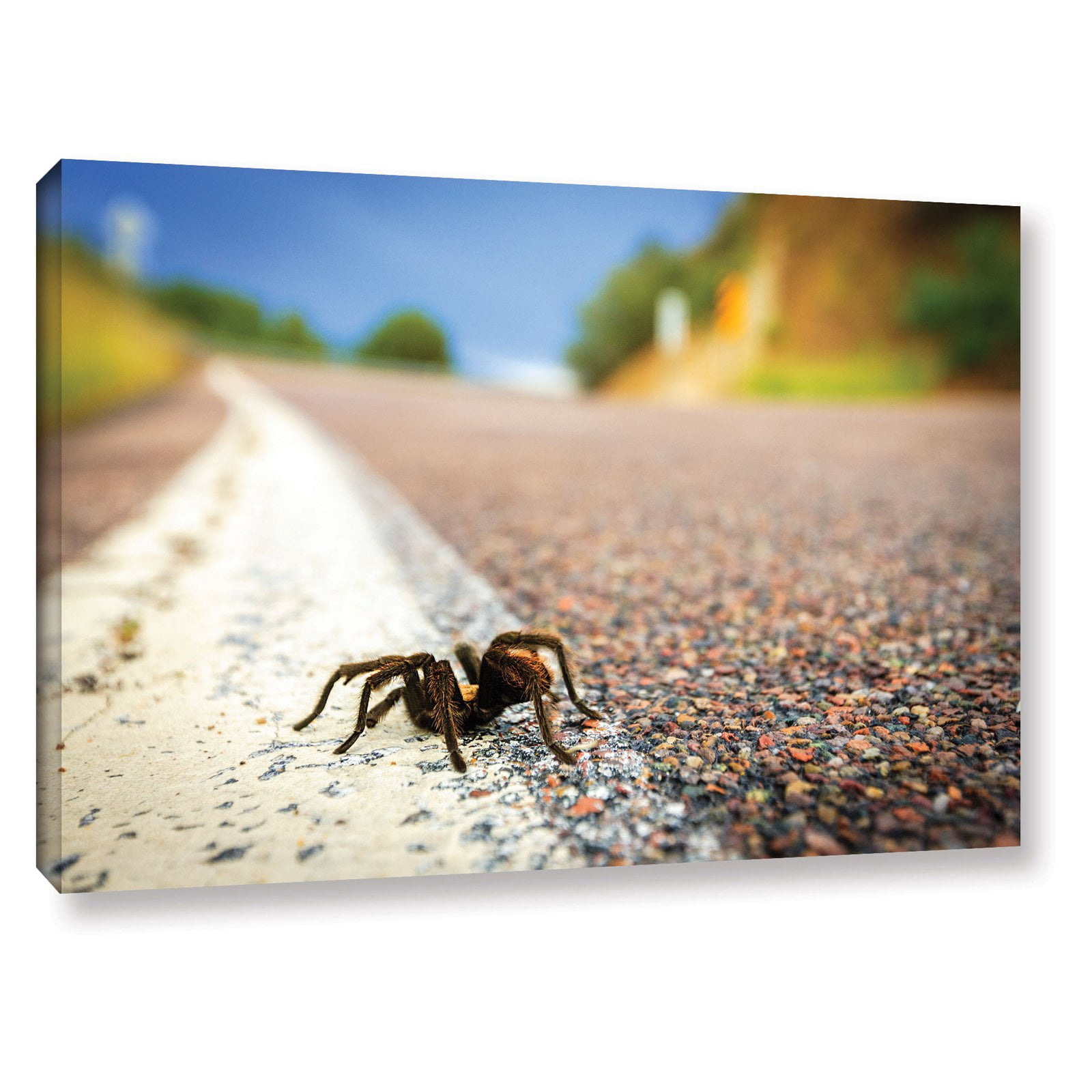 Cody York "Tarantula" Floater-Framed Gallery-Wrapped Canvas