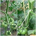 thumbnail image 2 of 100 piezas de gancho en J para verduras de tomate de 13 cm para evitar que la fruta se caiga, 2 of 4