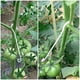 thumbnail image 5 of 100 Piezas Clips de Fijación de Plantas de Jardín de 13CM, Clips de Soporte para Plantas Trepadoras, Clips para Tomates, Soporte para Tomates, 5 of 5