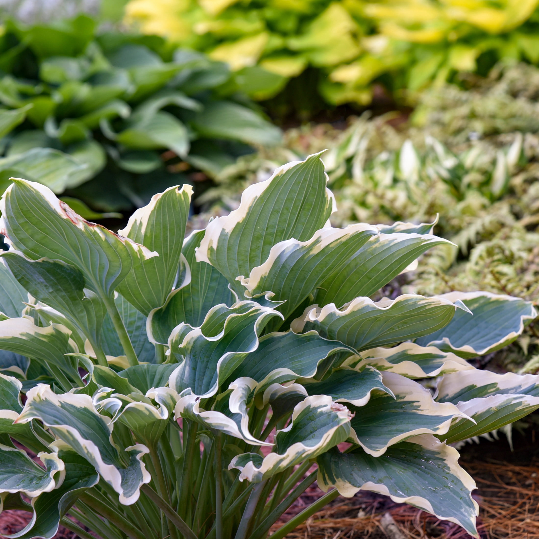Proven Winners 6" Blue Shadowland 'Hope Springs Eternal' Hosta Live Plant in 6.5" Pot
