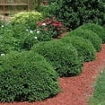 thumbnail image 3 of Sunbright Boxwood  20 Live Plants  Luminous Golden-Yellow Foliage, Perfect for Borders & Landscaping, Year-Round Color & Drought Tolerant, Live Shrub Plant, 3 of 8