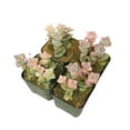 thumbnail image 4 of Crassula Tom Thumb (2"+ Plastic Pot) - Tiny, Lovely, Easy to Care Succulents - Live Healthy Succulents - Best Indoor Plant, 4 of 9