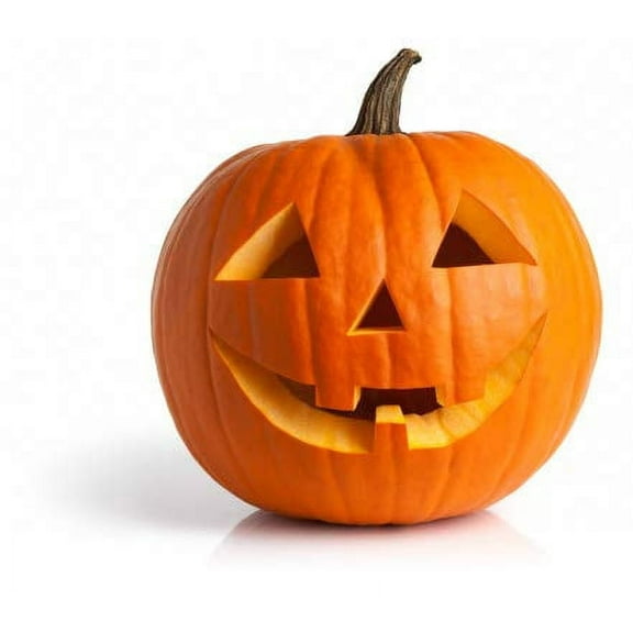 Jack O' Lantern Pumpkin Seeds for Planting | 20  Seeds | Grow Pumpkins Perfect for Jack O' Lanterns -