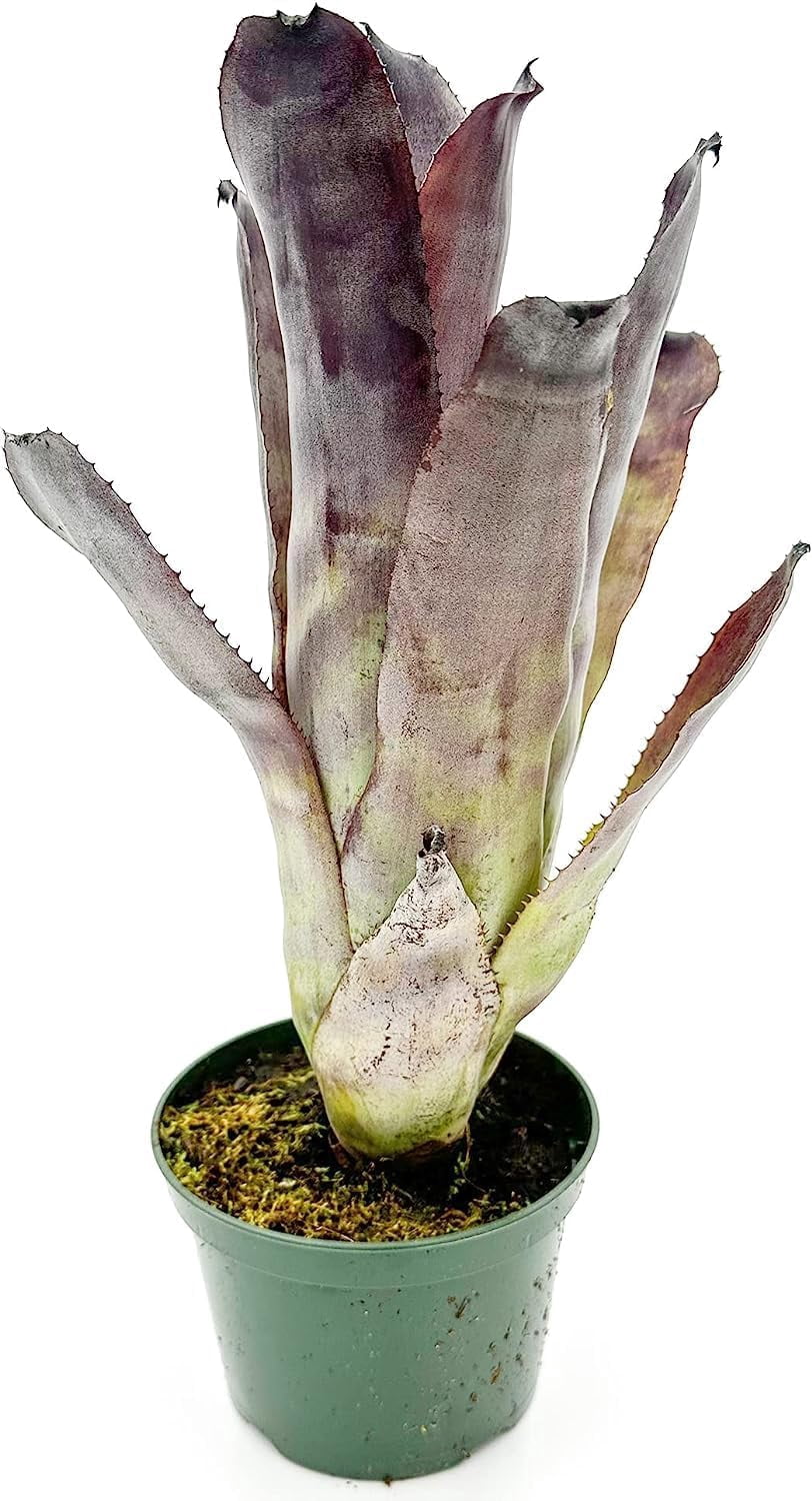 ragnaroc Live Plants 8-12" Dark Purple-Green Billbergia Aechmea Galaxy Live Plants in 4" Grower Pot