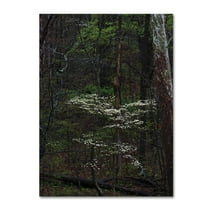 Trademark Fine Art 'Dogwood Trees in the Forest' Canvas Art by Kurt Shaffer