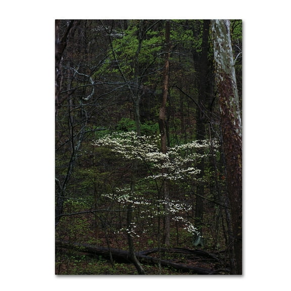 Trademark Fine Art 'Dogwood Trees in the Forest' Canvas Art by Kurt Shaffer