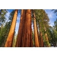 thumbnail image 2 of Bishop, Russ 32x23 White Modern Wood Framed Museum Art Print Titled - Giant Sequoia in the Mariposa Grove-Yosemite National Park-California-USA, 2 of 4