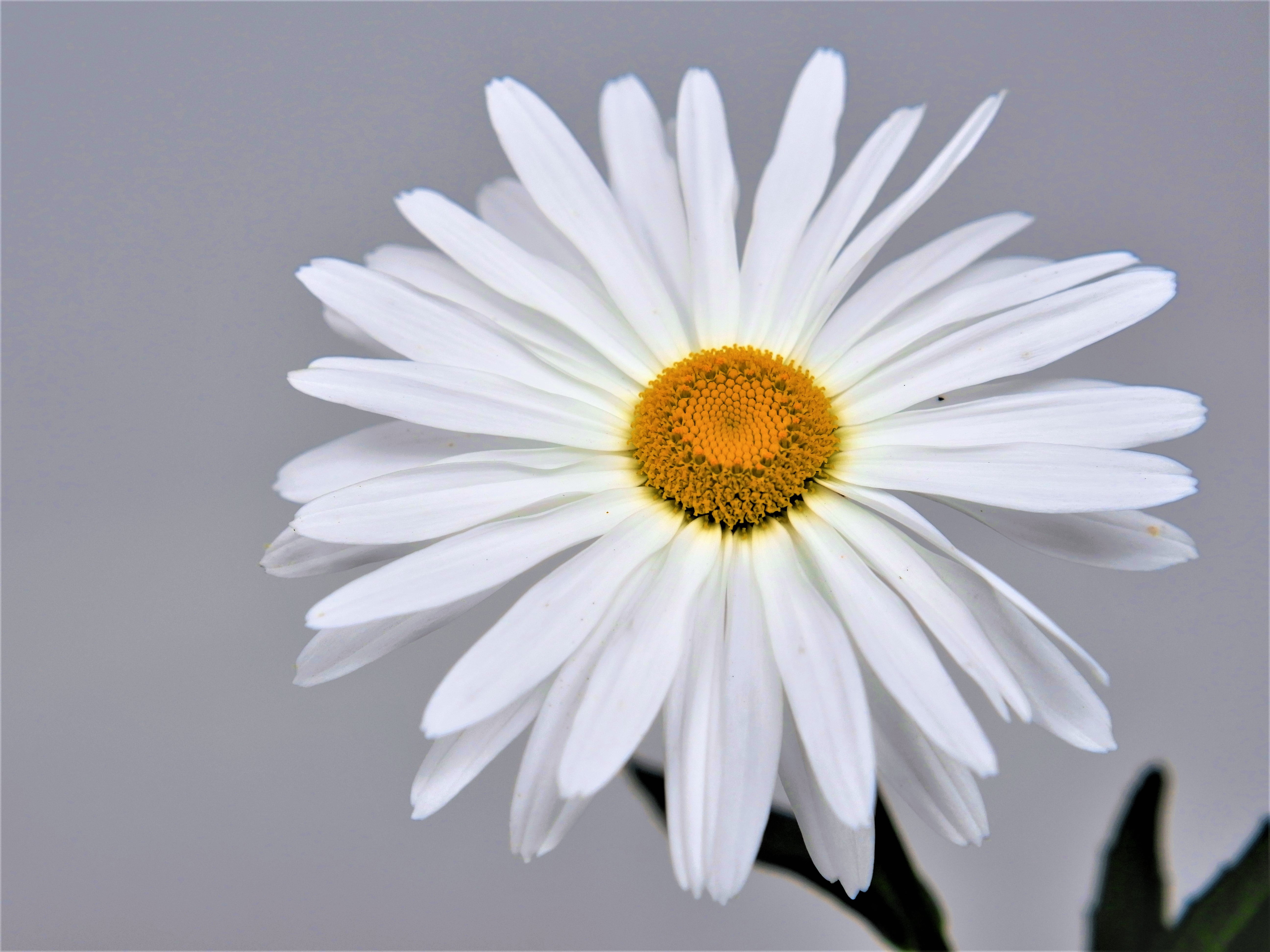 Expert Gardener Outdoor Live Plant Leucanthemum Shasta Daisy White 2.5QT, Full Sun