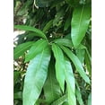 thumbnail image 4 of Fresh Mango Leaves Tea Organic All Natural, No Pesticide, No Chemical from South Florida Qty 250+, 4 of 5
