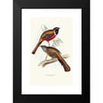 thumbnail image 2 of John Gould 13x18 Black Modern Framed Museum Art Print Titled - Temminck's Trog (1835-1838), 2 of 5