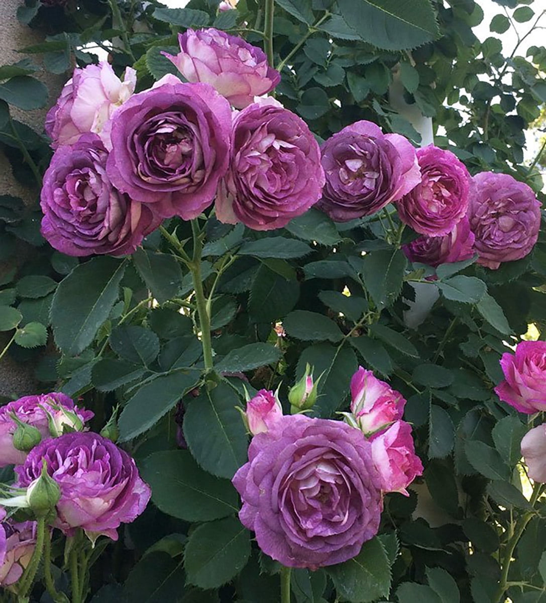 Climbing Lavender Crush™ Shrub Rose Bush Bare Root