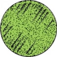 thumbnail image 1 of Chalkboard Brights Colorful Chalk, 1 of 1
