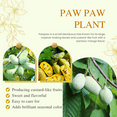 thumbnail image 3 of Pawpaw Tree Live Plant 8–10 inch Tall Dormant, Asimina Triloba Seedling Plant, Paw Paw Plant Live for Garden Planting, 3 of 6
