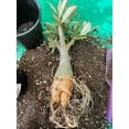 thumbnail image 2 of Desert Rose,Drought Tolerant,Picotee Healthy (Desert Rose for Planting) Continuously,Simple Planting,Desert Rose  For Sale, 2 of 5