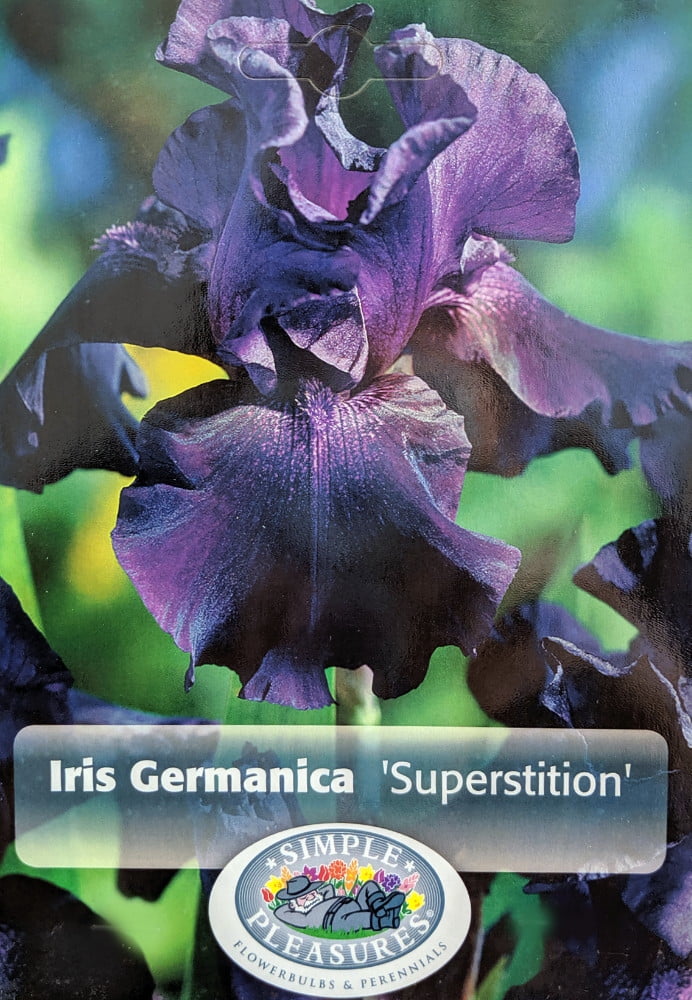 Superstition Black Bearded German Iris